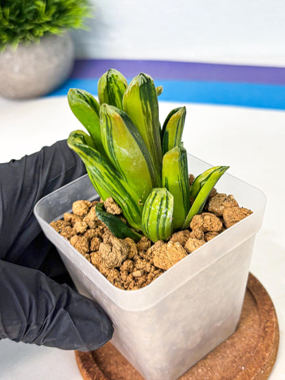 Haworthia Miho Var (wa4) (r3) | Rare Succulent