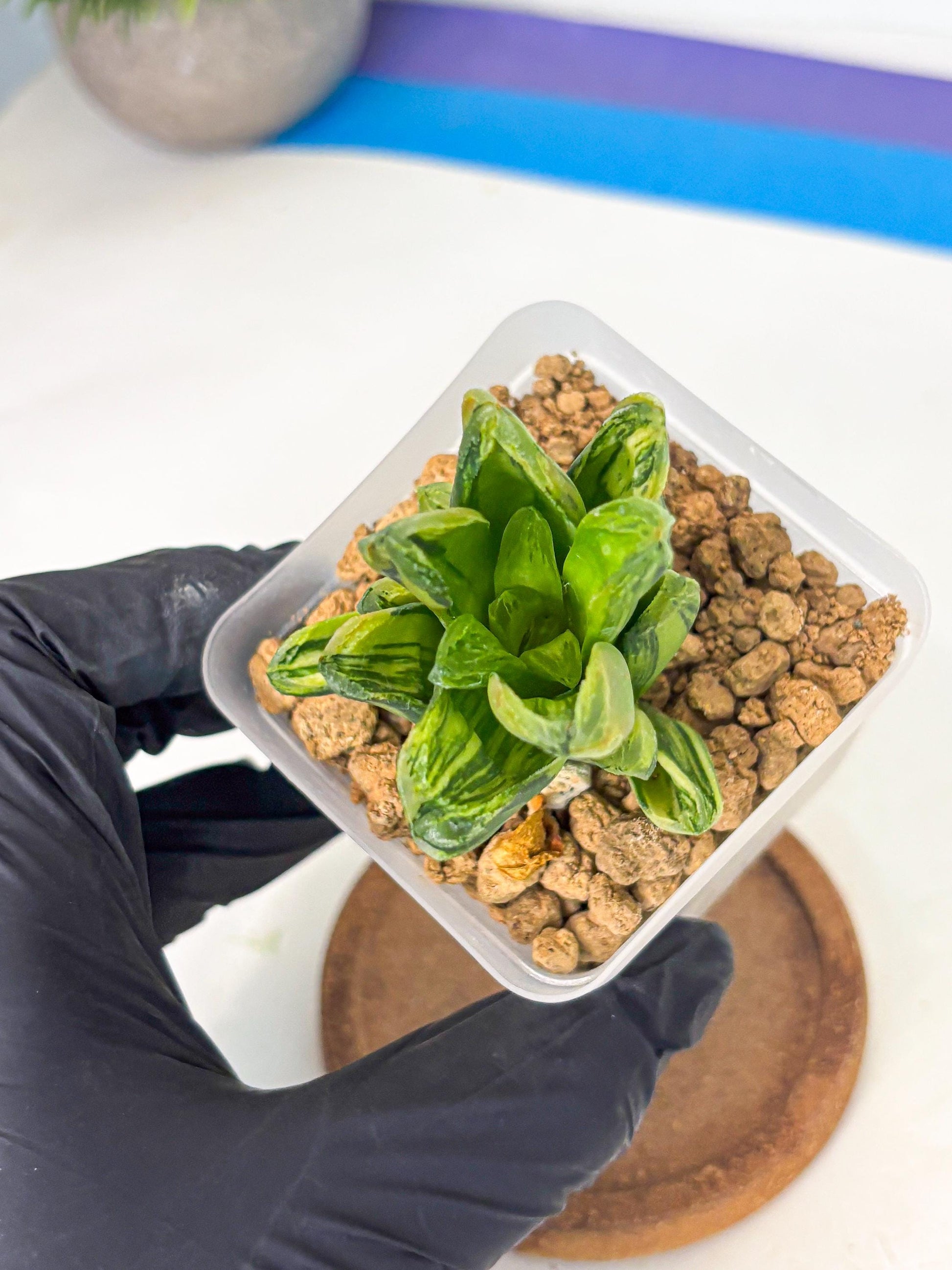 Haworthia Miho Var (wa4) (r3) | Rare Succulent