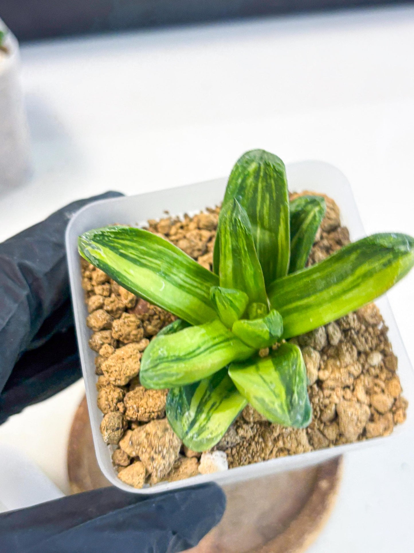 Haworthia Miho Var (wa4) (r4) | Rare Succulent