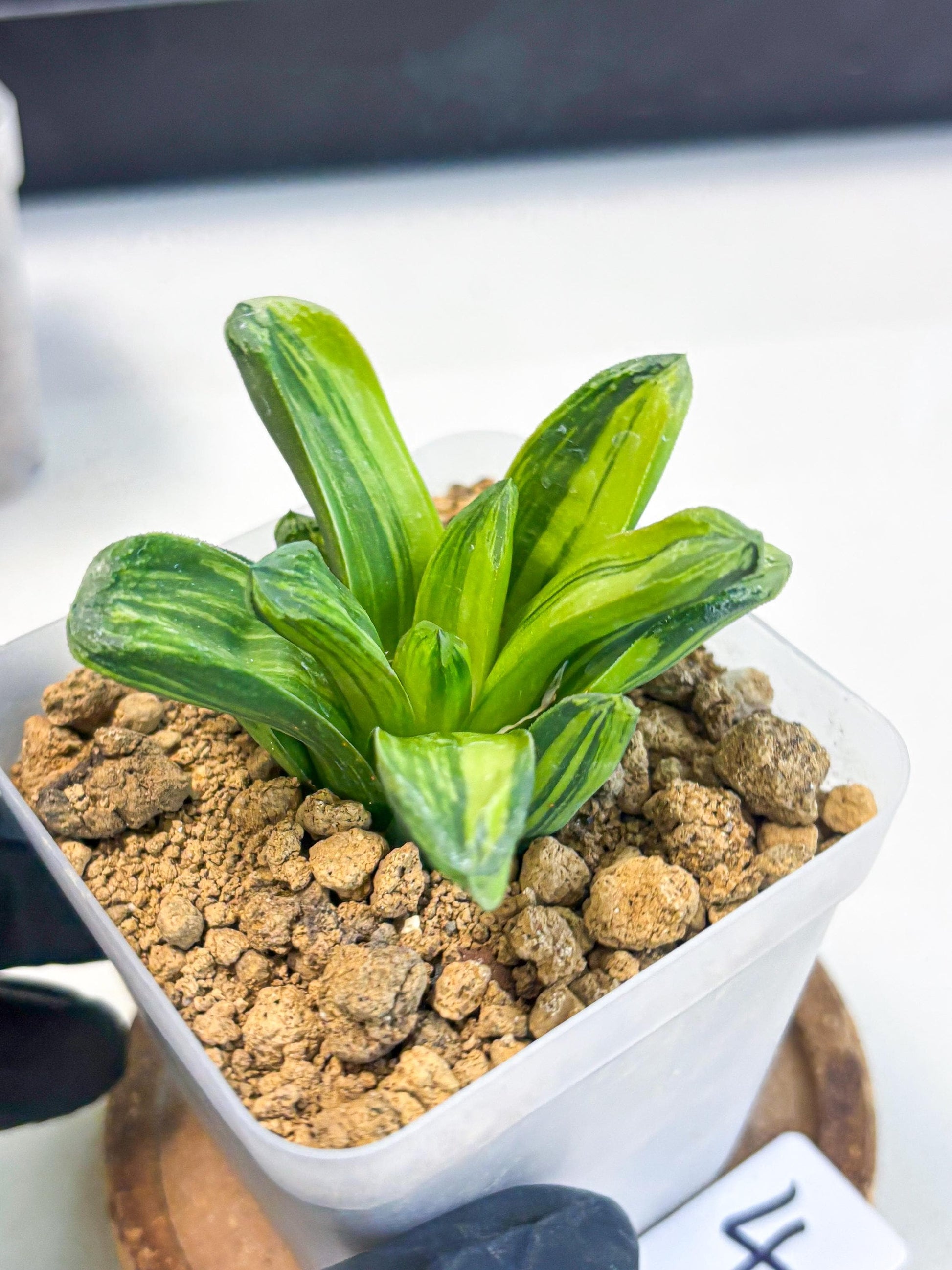 Haworthia Miho Var (wa4) (r4) | Rare Succulent