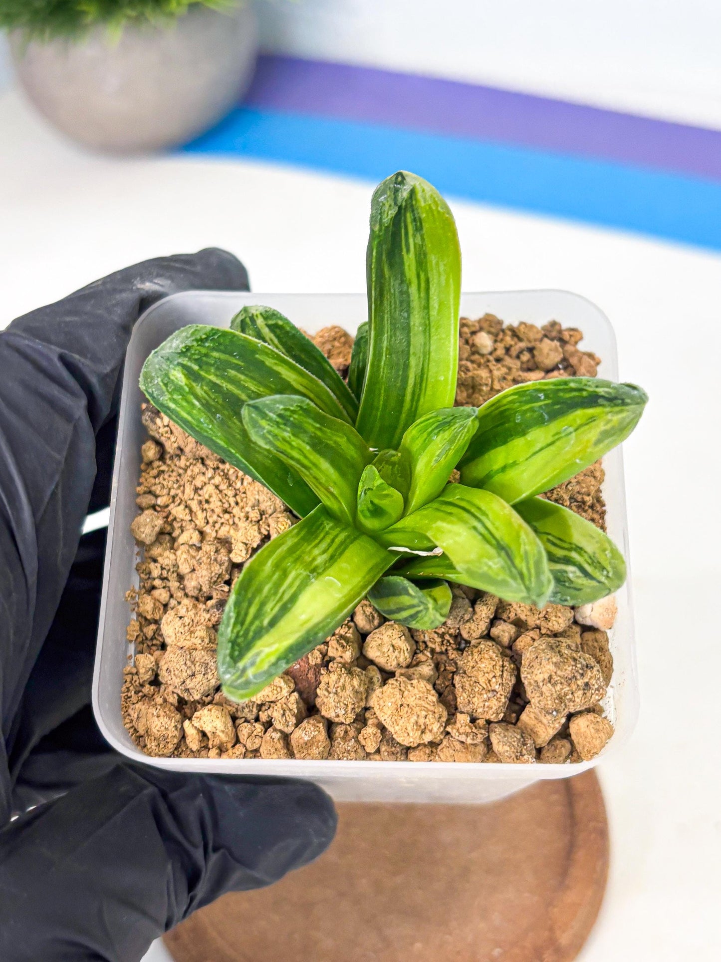 Haworthia Miho Var (wa4) (r4) | Rare Succulent