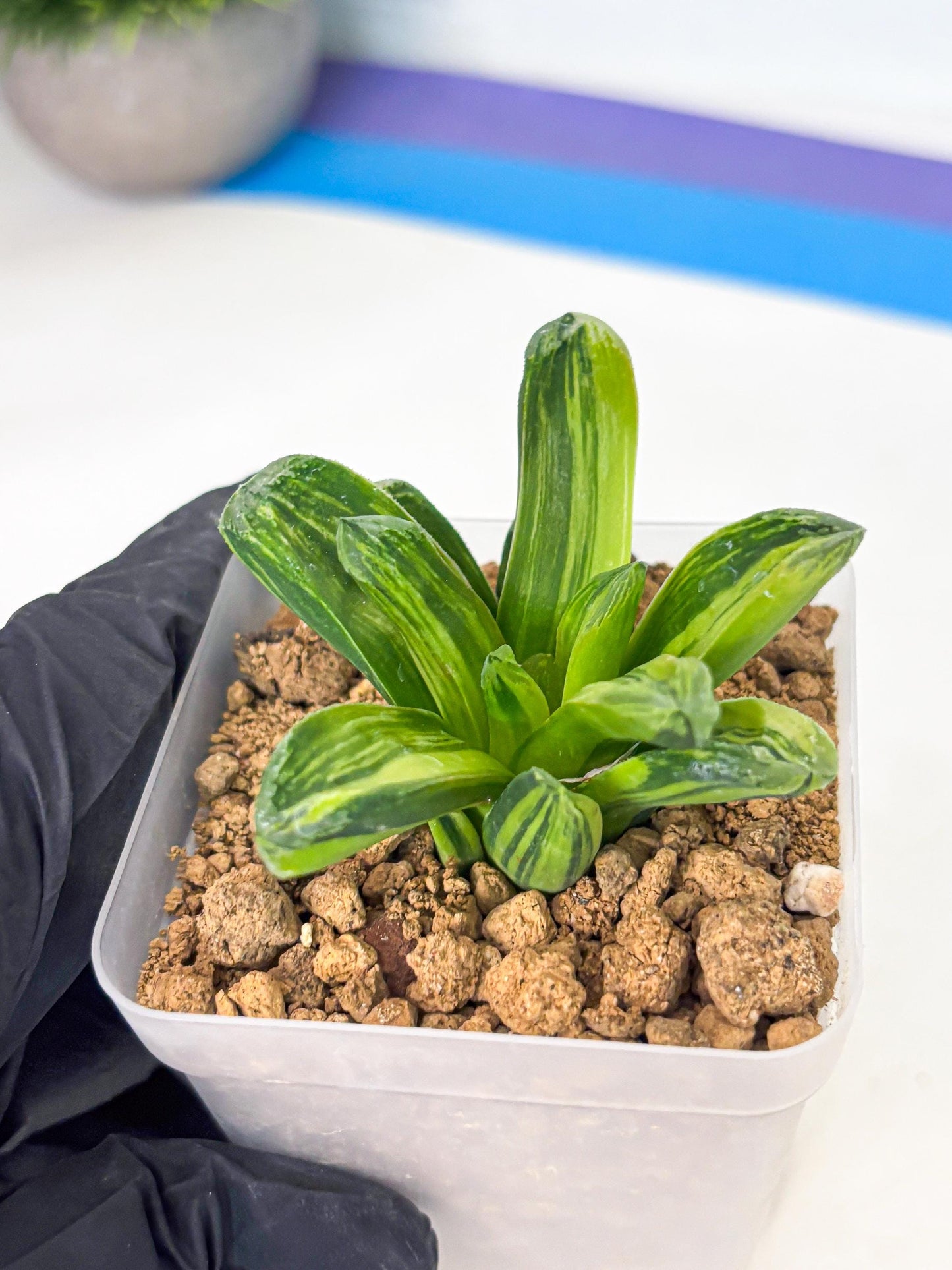 Haworthia Miho Var (wa4) (r4) | Rare Succulent