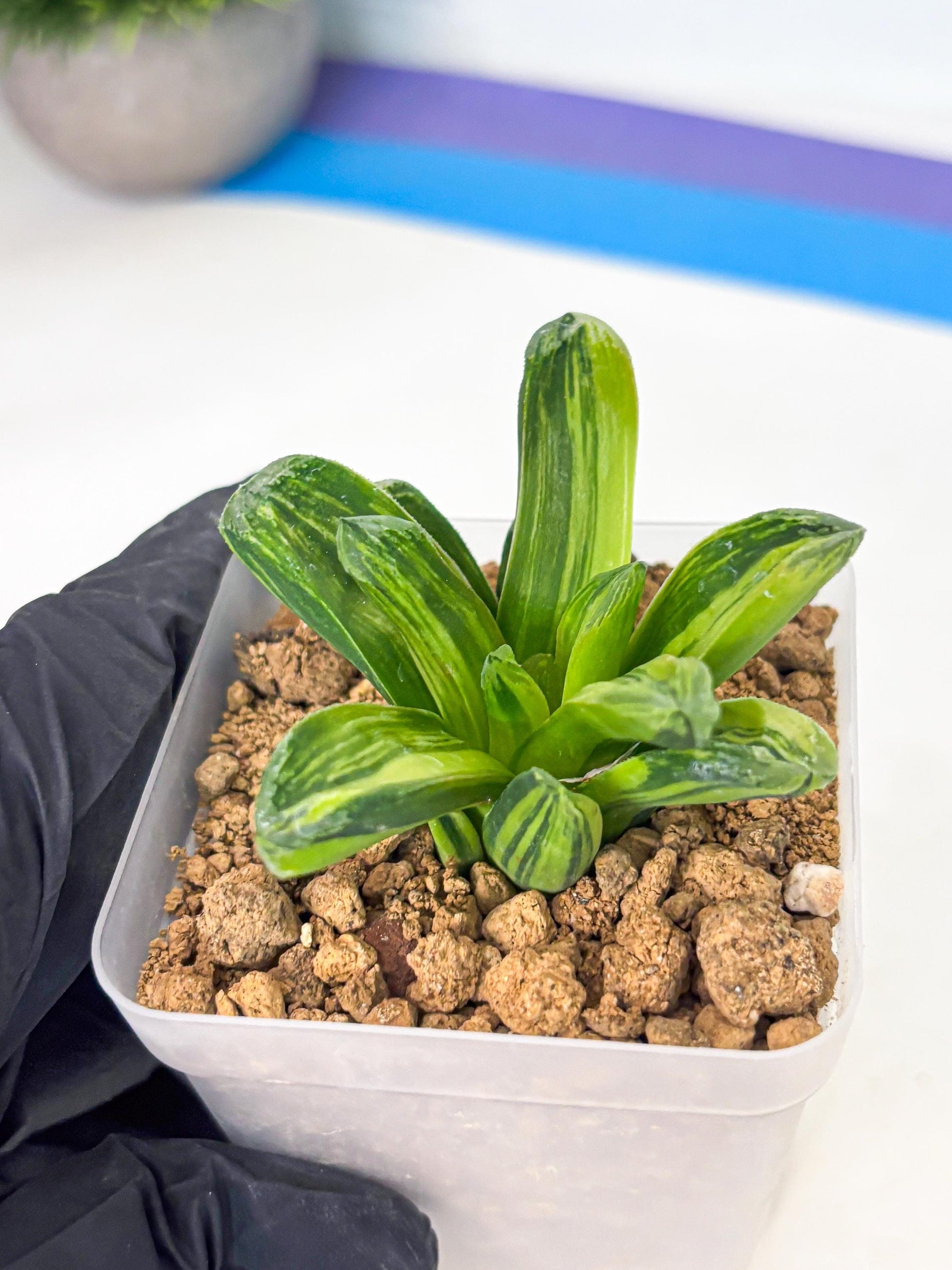 Haworthia Miho Var (wa4) (r4) | Rare Succulent