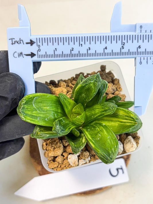 Haworthia Miho Var (wa4) (r5) | Rare Succulent
