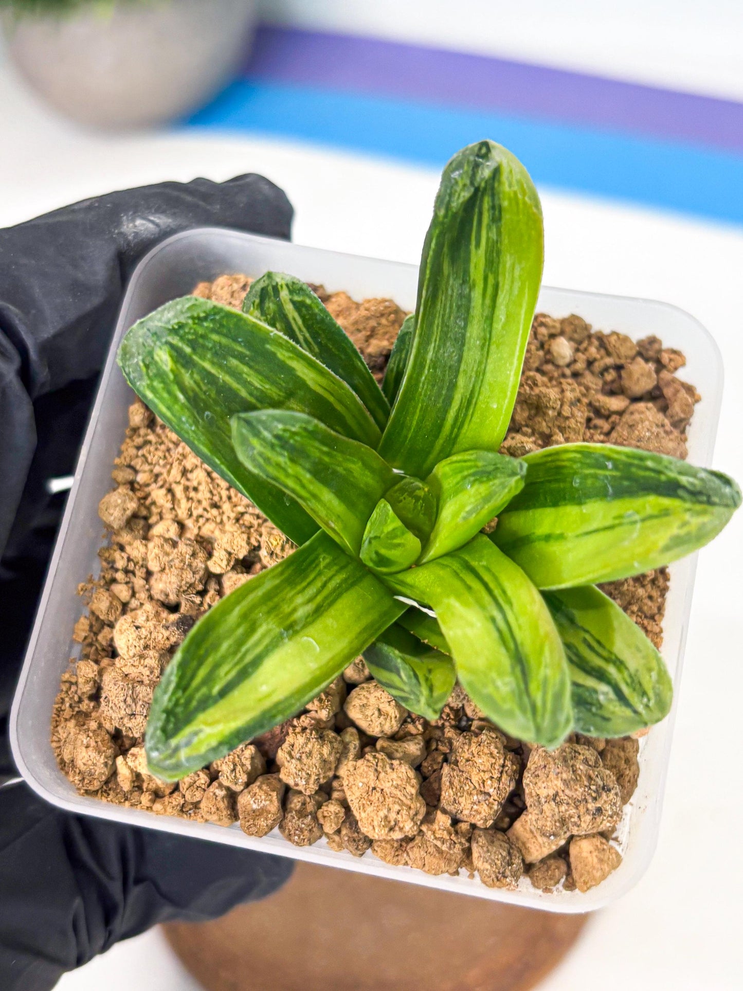 Haworthia Miho Var (wa4) (r4) | Rare Succulent