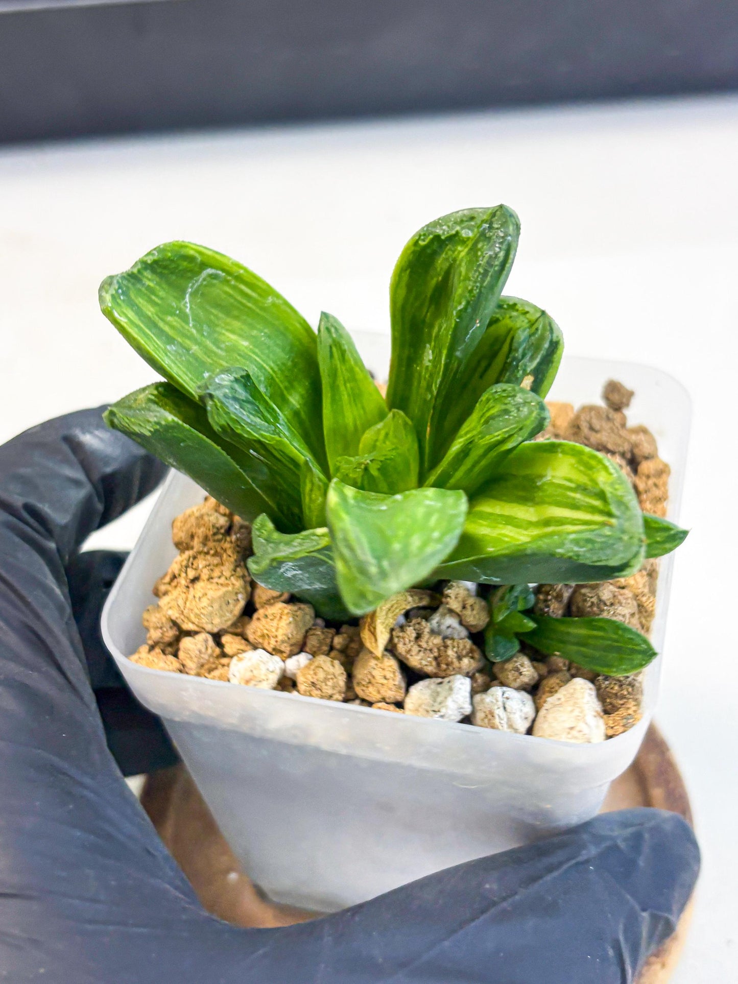 Haworthia Miho Var (wa4) (r5) | Rare Succulent