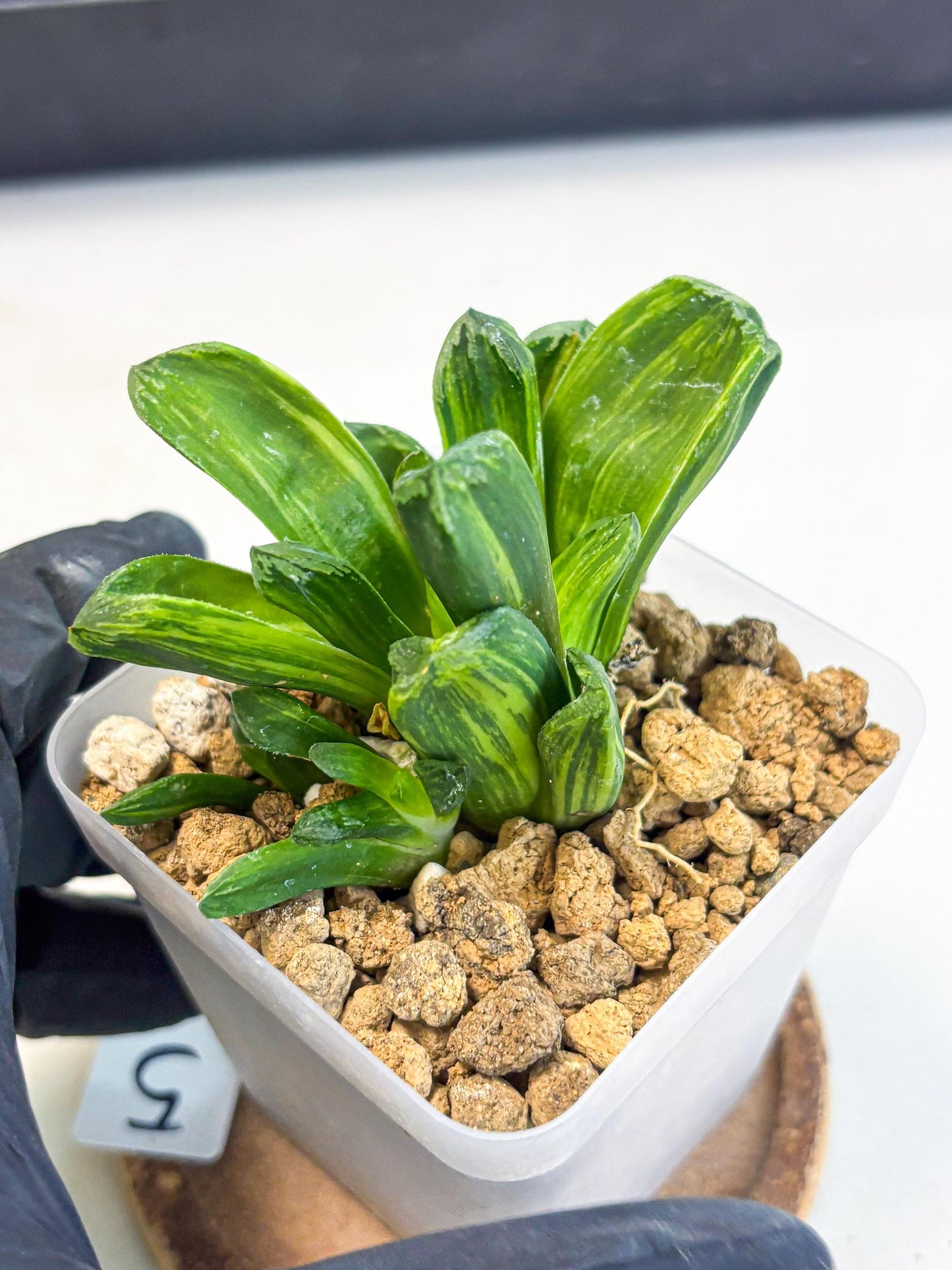 Haworthia Miho Var (wa4) (r5) | Rare Succulent