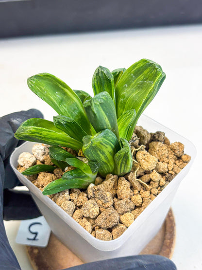 Haworthia Miho Var (wa4) (r5) | Rare Succulent