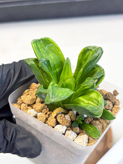 Haworthia Miho Var (wa4) (r5) | Rare Succulent