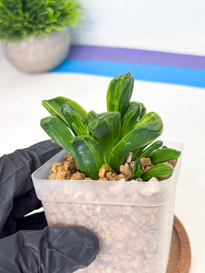 Haworthia Miho Var (wa4) (r5) | Rare Succulent