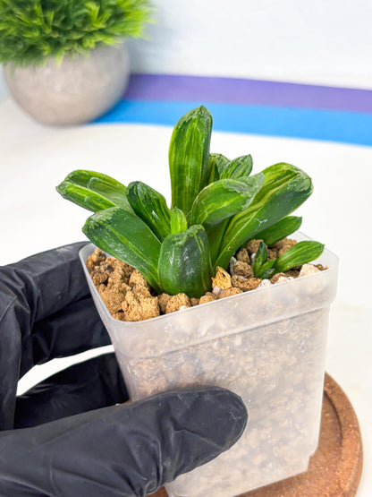 Haworthia Miho Var (wa4) (r5) | Rare Succulent