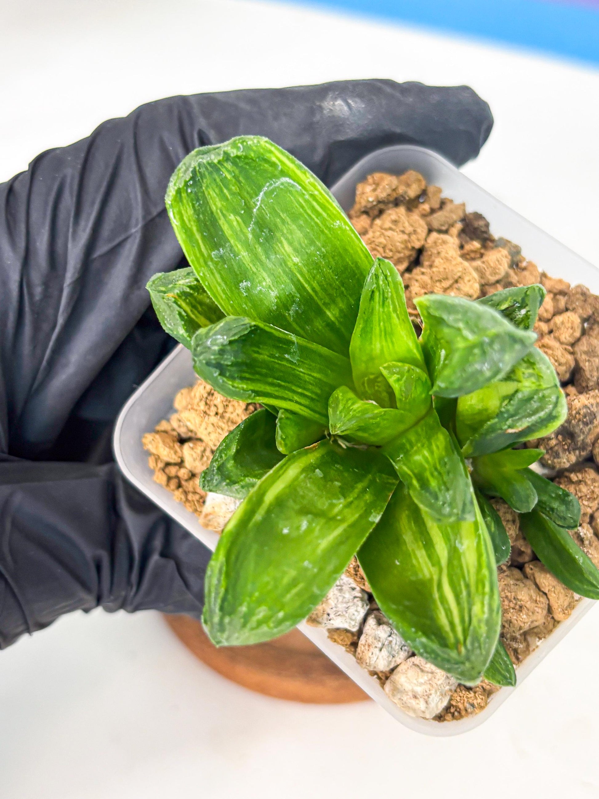Haworthia Miho Var (wa4) (r5) | Rare Succulent