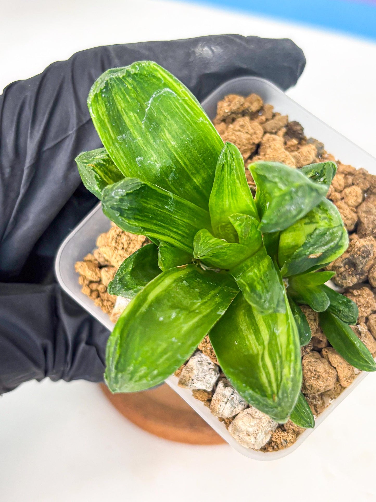 Haworthia Miho Var (wa4) (r5) | Rare Succulent