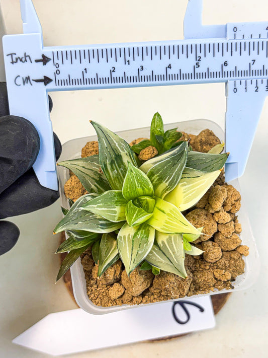 Haworthia Maginivica Var (wa4) (r6) | Rare Succulent