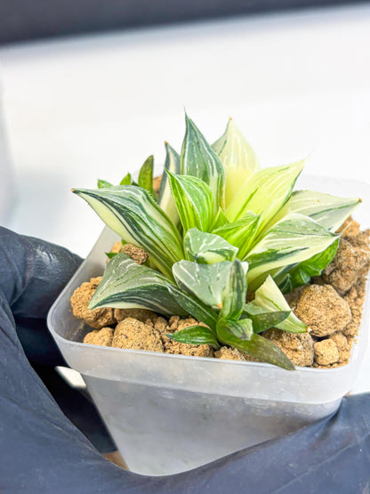 Haworthia Maginivica Var (wa4) (r6) | Rare Succulent