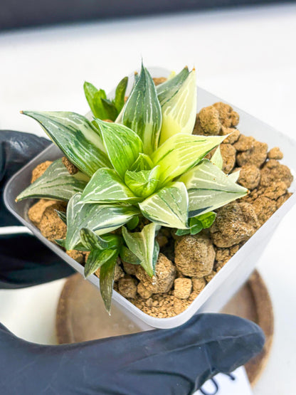 Haworthia Maginivica Var (wa4) (r6) | Rare Succulent