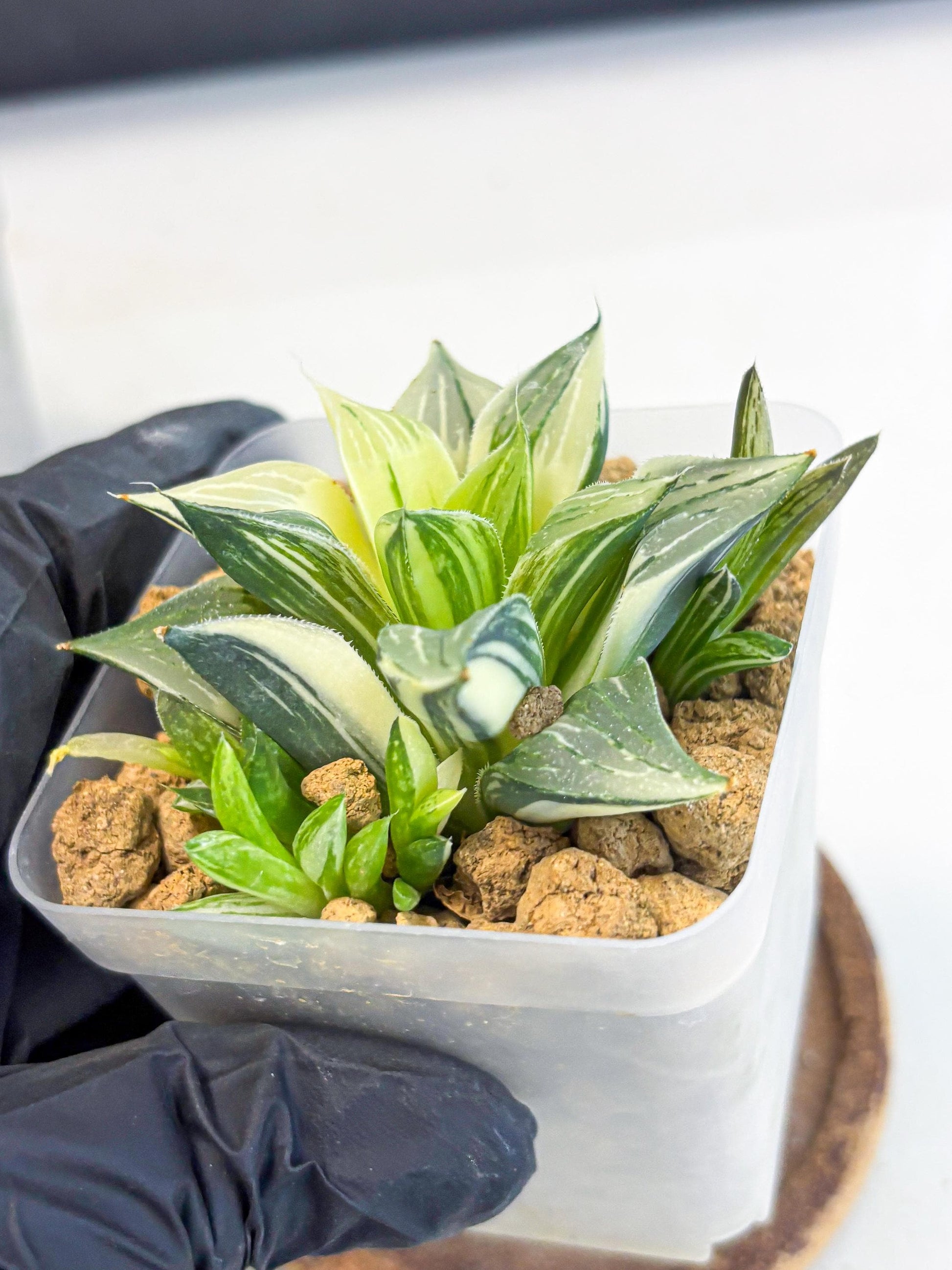 Haworthia Maginivica Var (wa4) (r6) | Rare Succulent