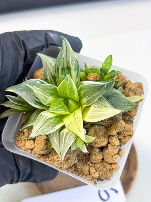 Haworthia Maginivica Var (wa4) (r6) | Rare Succulent