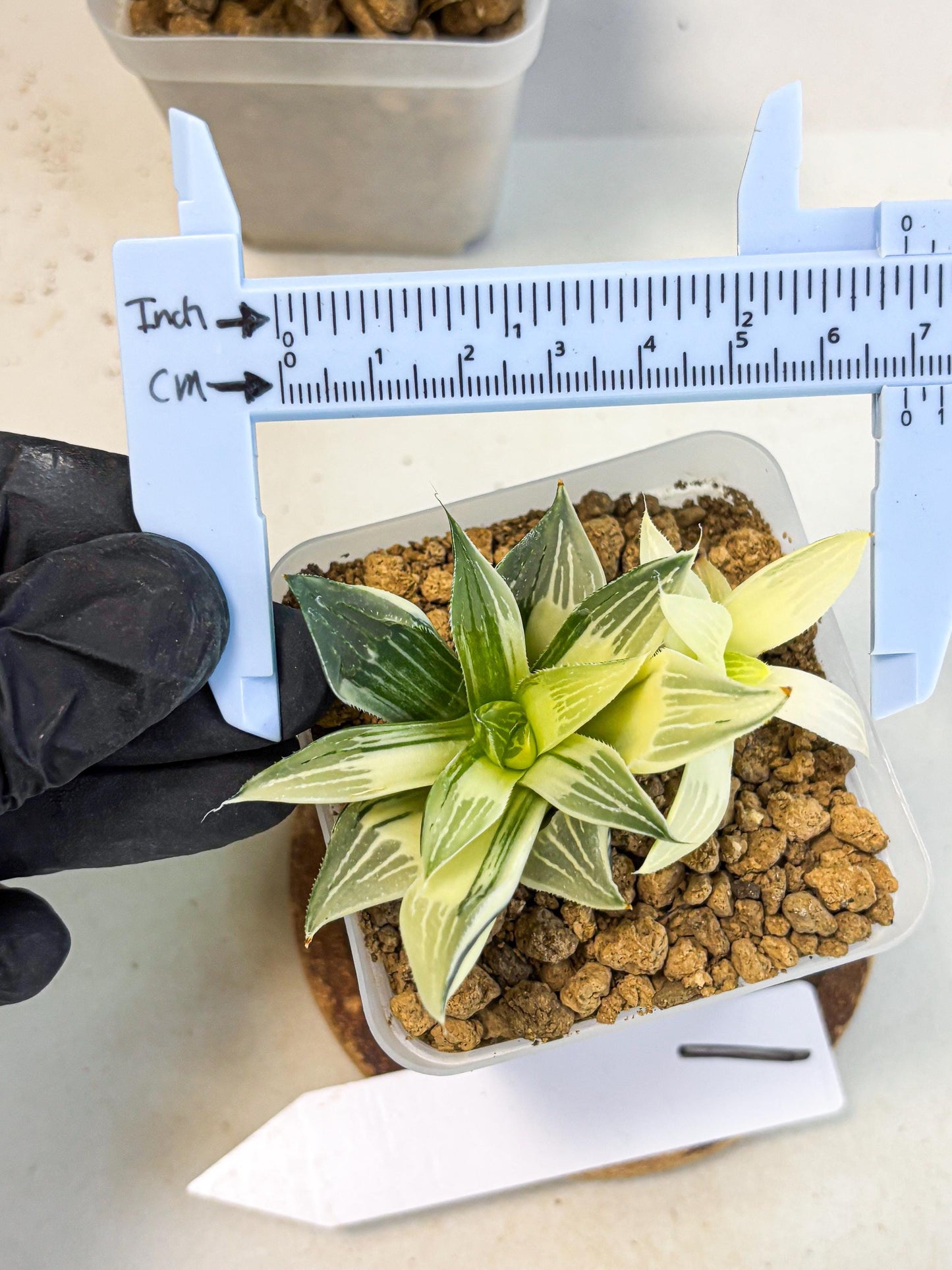 Haworthia Maginivica Var (wa4) (y1) | Easy Care Succulent