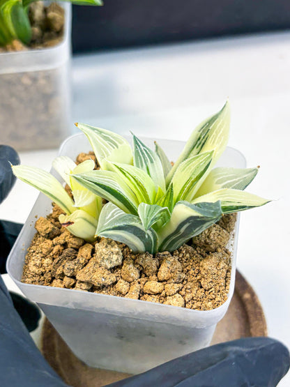 Haworthia Maginivica Var (wa4) (y1) | Easy Care Succulent