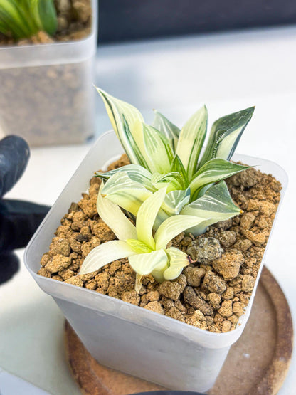 Haworthia Maginivica Var (wa4) (y1) | Easy Care Succulent