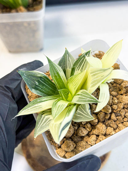 Haworthia Maginivica Var (wa4) (y1) | Easy Care Succulent