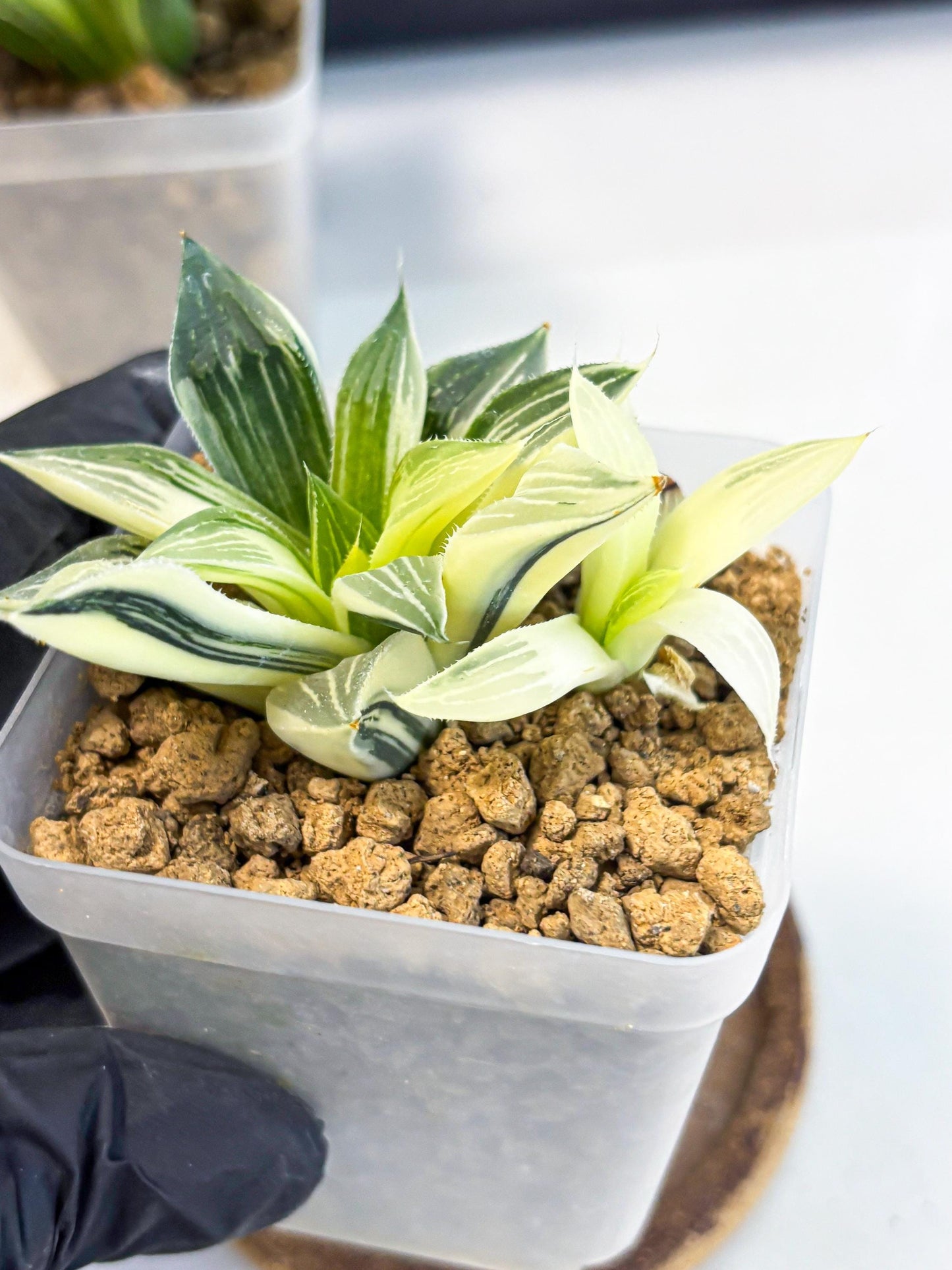 Haworthia Maginivica Var (wa4) (y1) | Easy Care Succulent