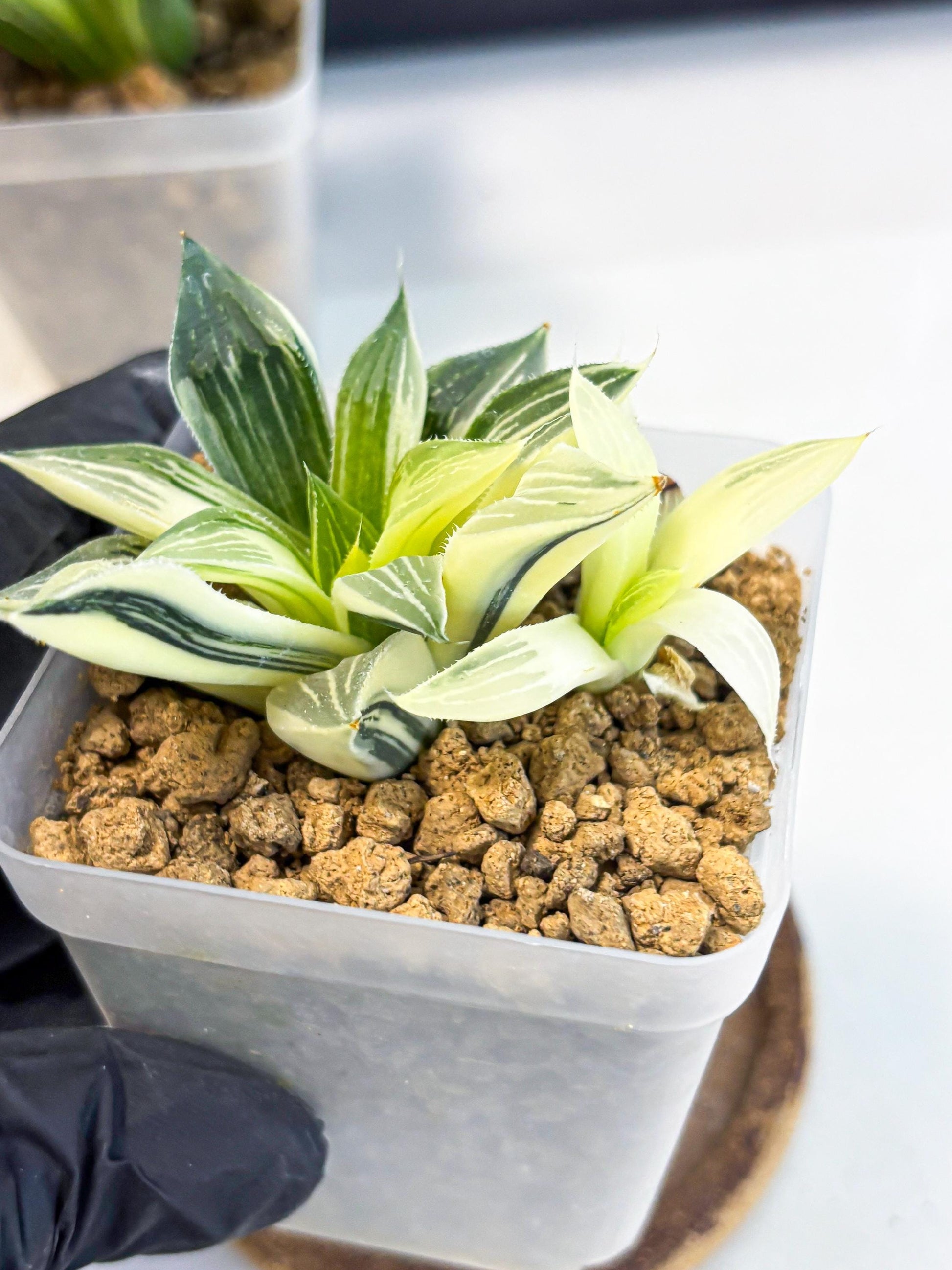 Haworthia Maginivica Var (wa4) (y1) | Easy Care Succulent