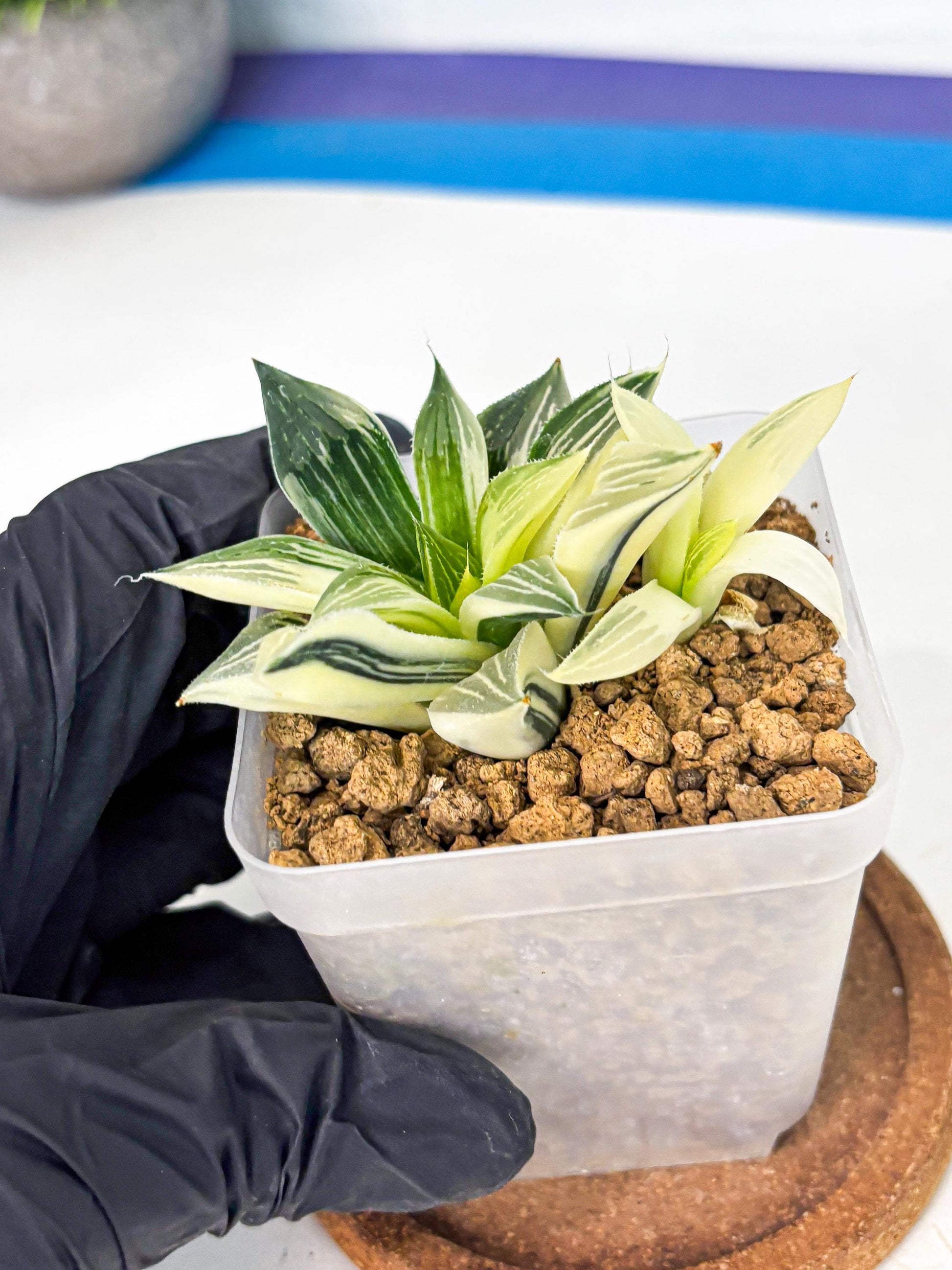Haworthia Maginivica Var (wa4) (y1) | Easy Care Succulent