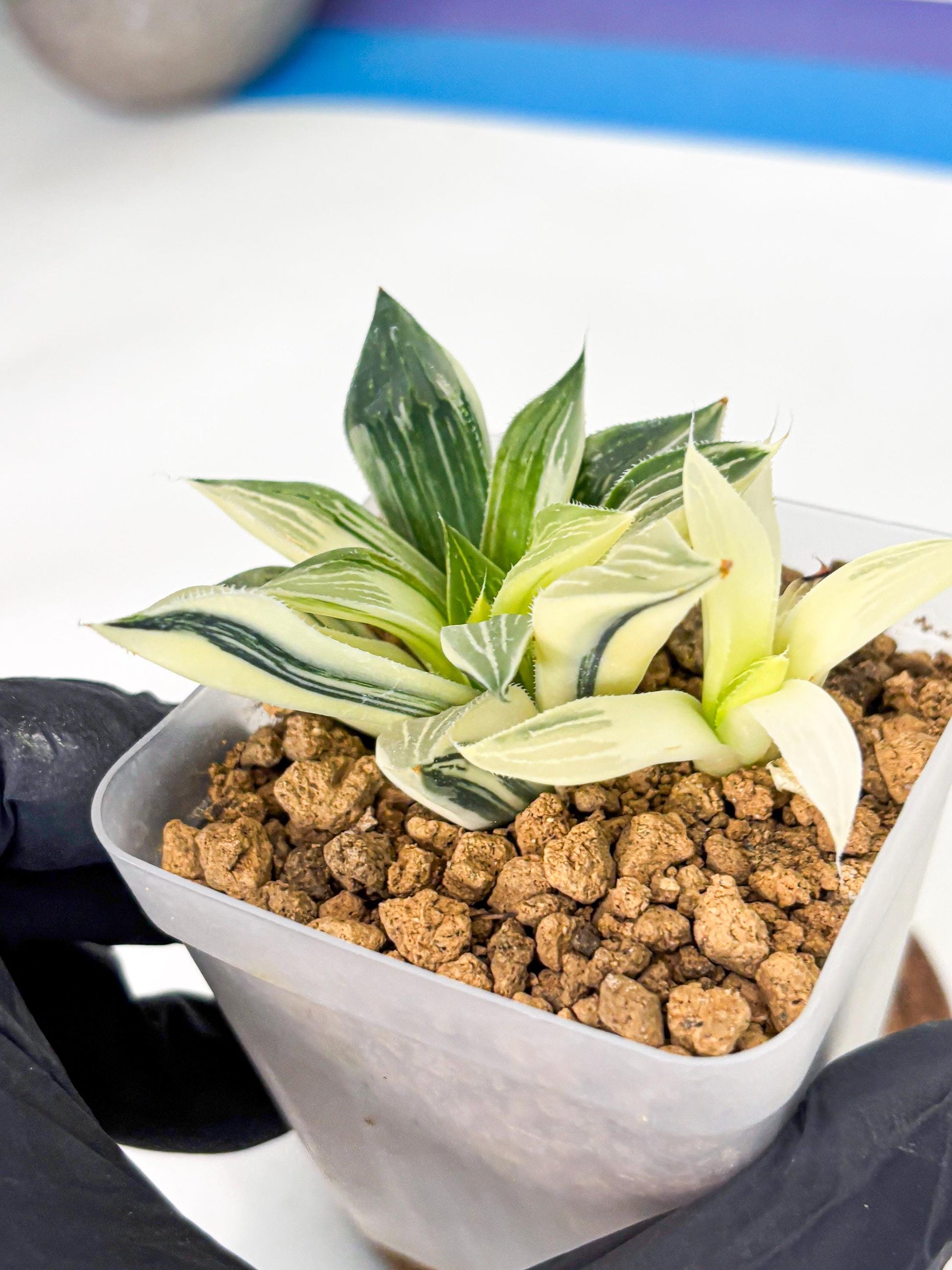 Haworthia Maginivica Var (wa4) (y1) | Easy Care Succulent
