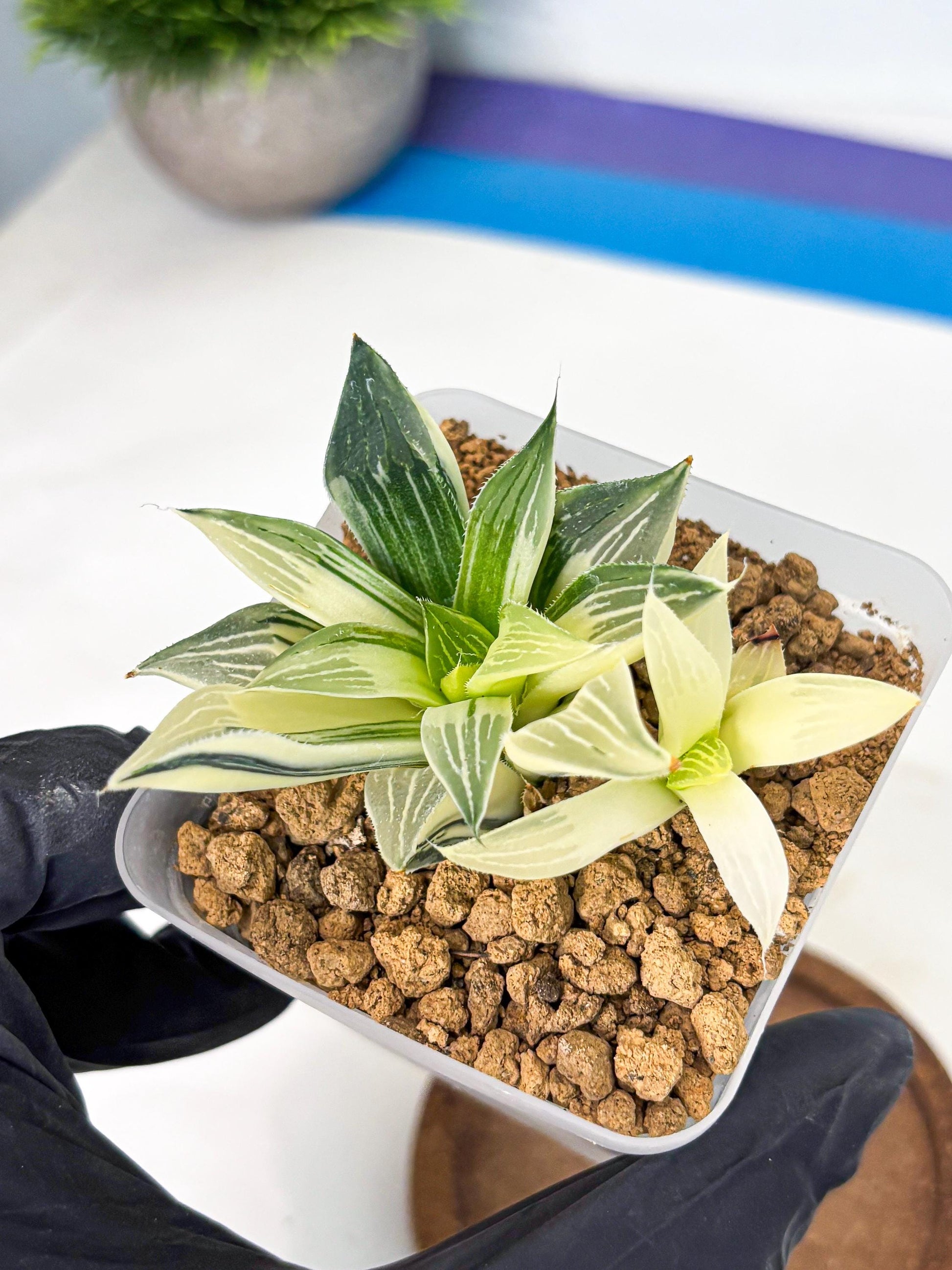 Haworthia Maginivica Var (wa4) (y1) | Easy Care Succulent