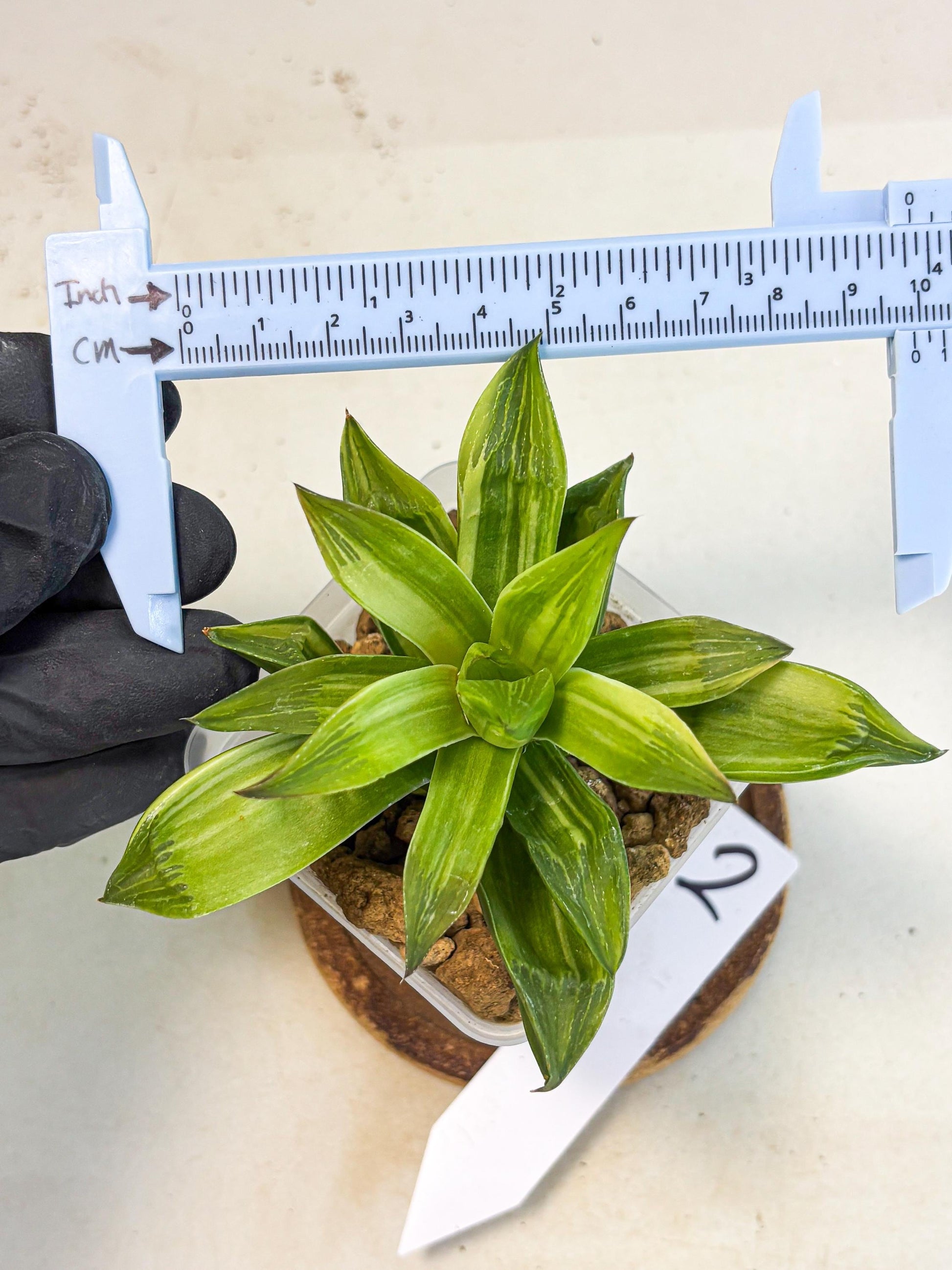 Haworthia Giant Lime Green (wa4) (y2) | Easy Care Succulent