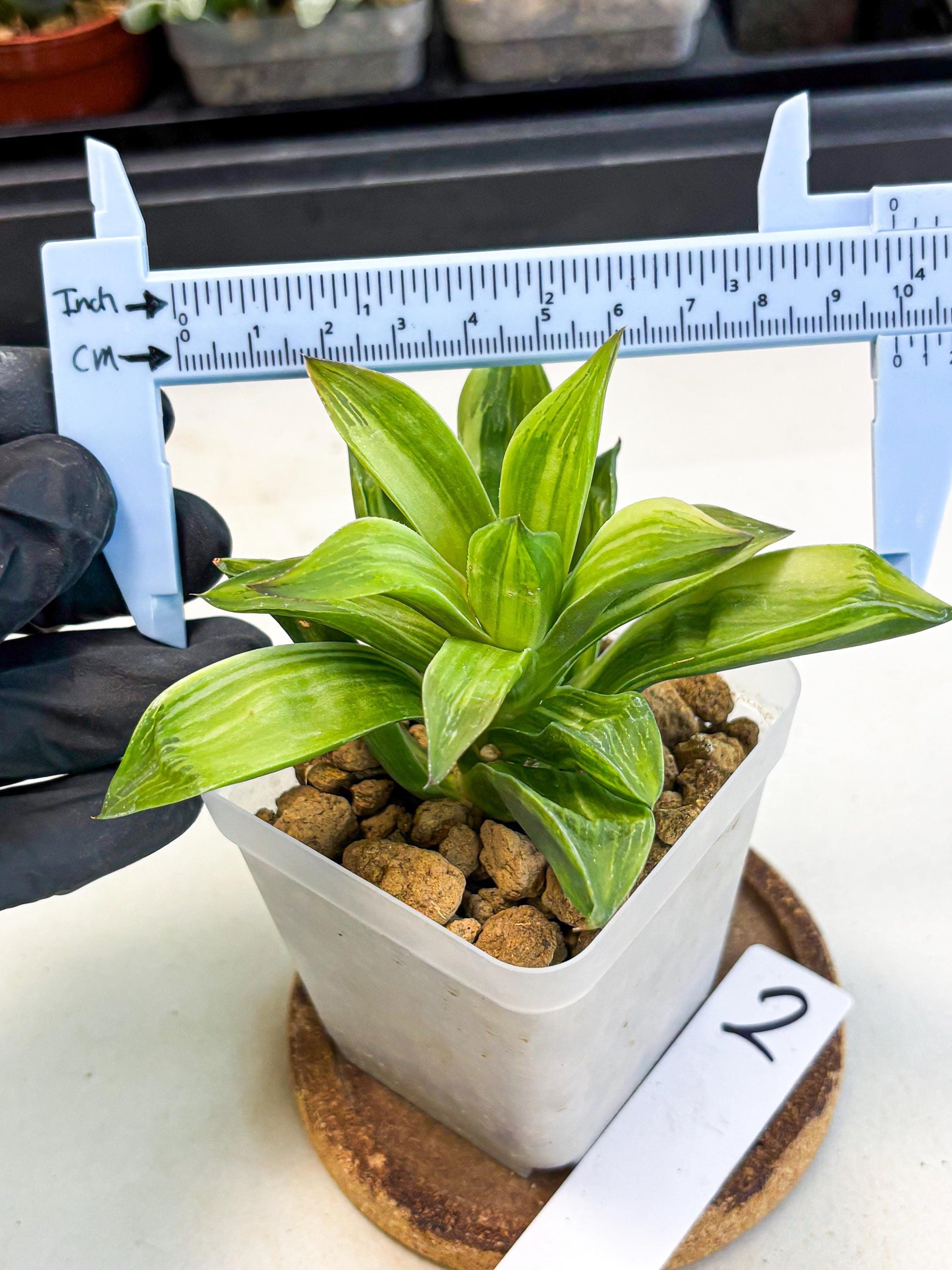 Haworthia Giant Lime Green (wa4) (y2) | Easy Care Succulent