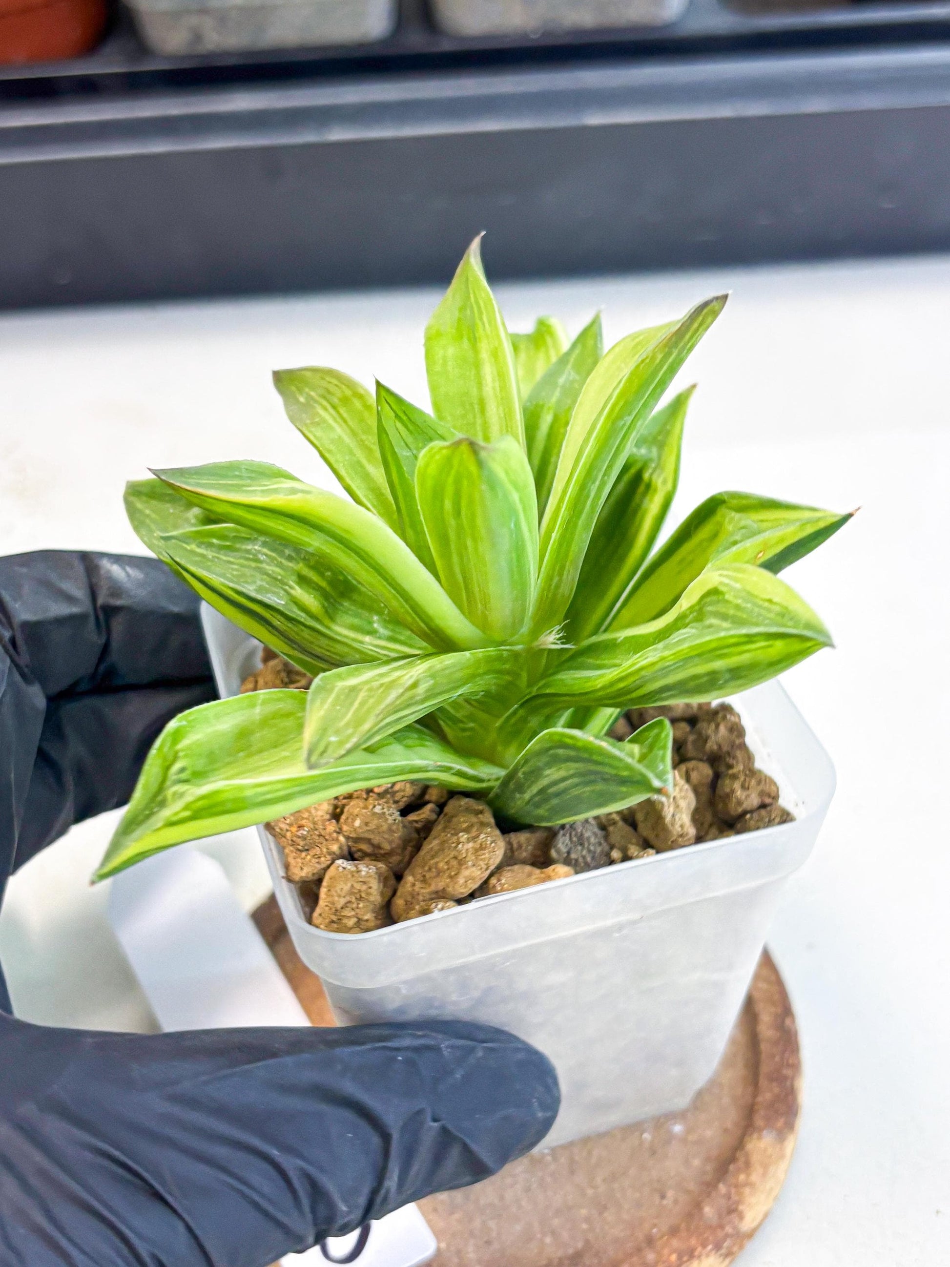 Haworthia Giant Lime Green (wa4) (y2) | Easy Care Succulent