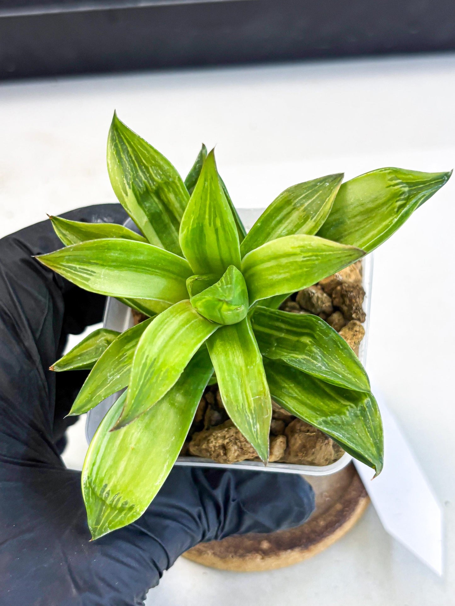 Haworthia Giant Lime Green (wa4) (y2) | Easy Care Succulent