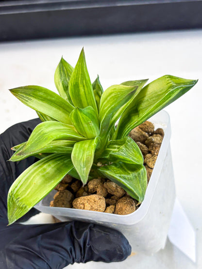 Haworthia Giant Lime Green (wa4) (y2) | Easy Care Succulent