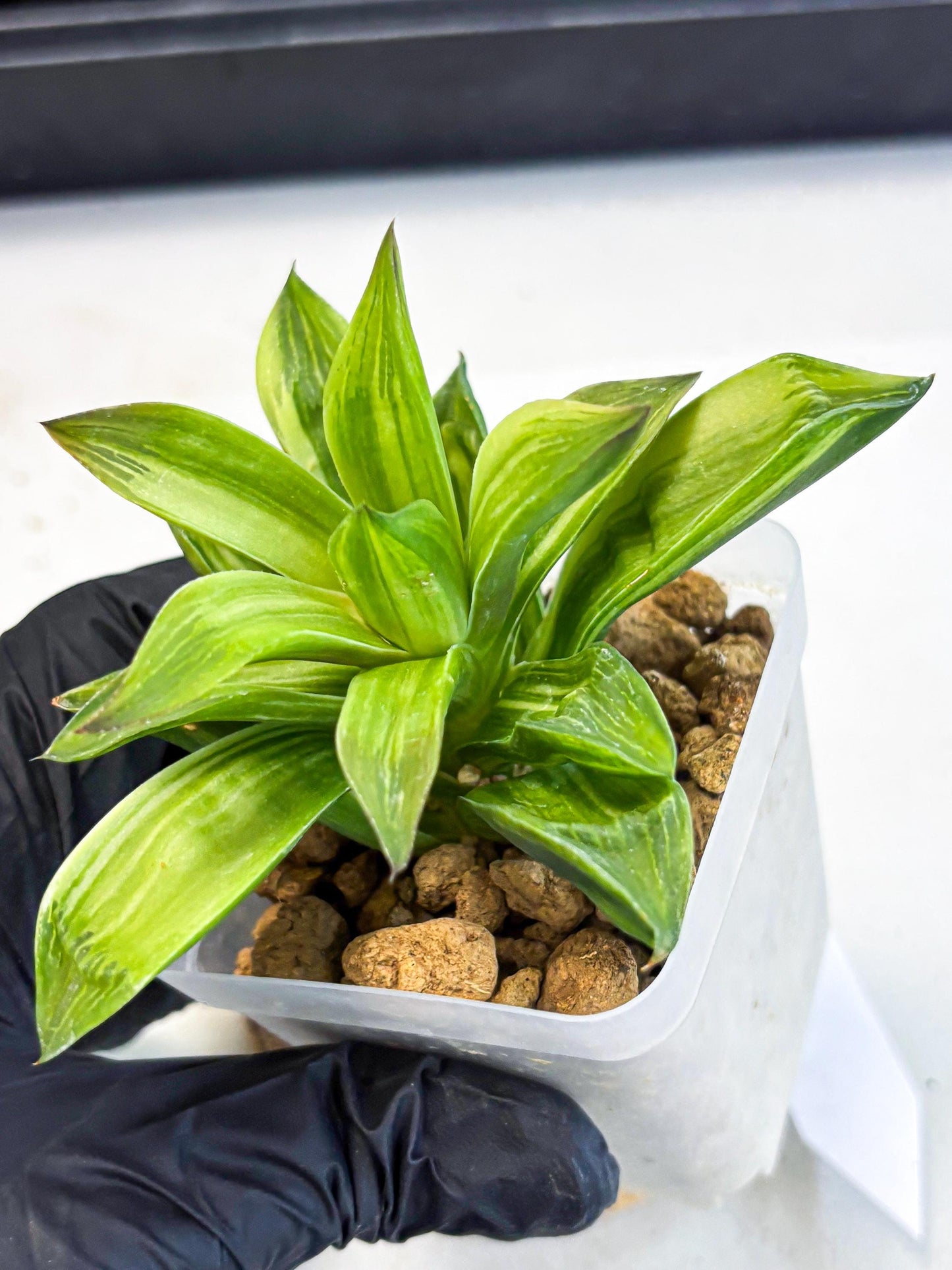 Haworthia Giant Lime Green (wa4) (y2) | Easy Care Succulent
