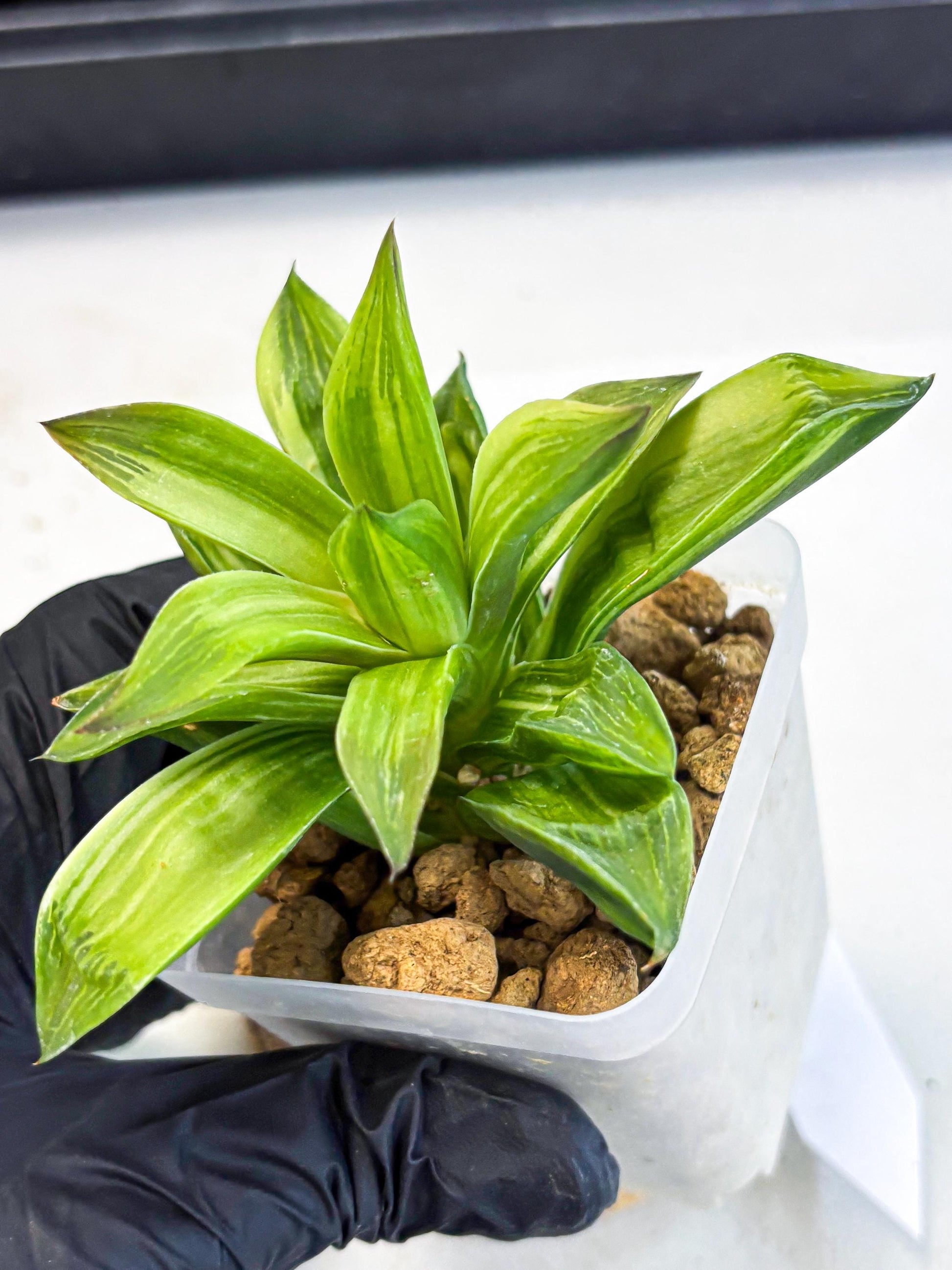 Haworthia Giant Lime Green (wa4) (y2) | Easy Care Succulent