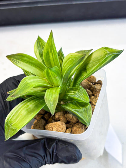 Haworthia Giant Lime Green (wa4) (y2) | Easy Care Succulent