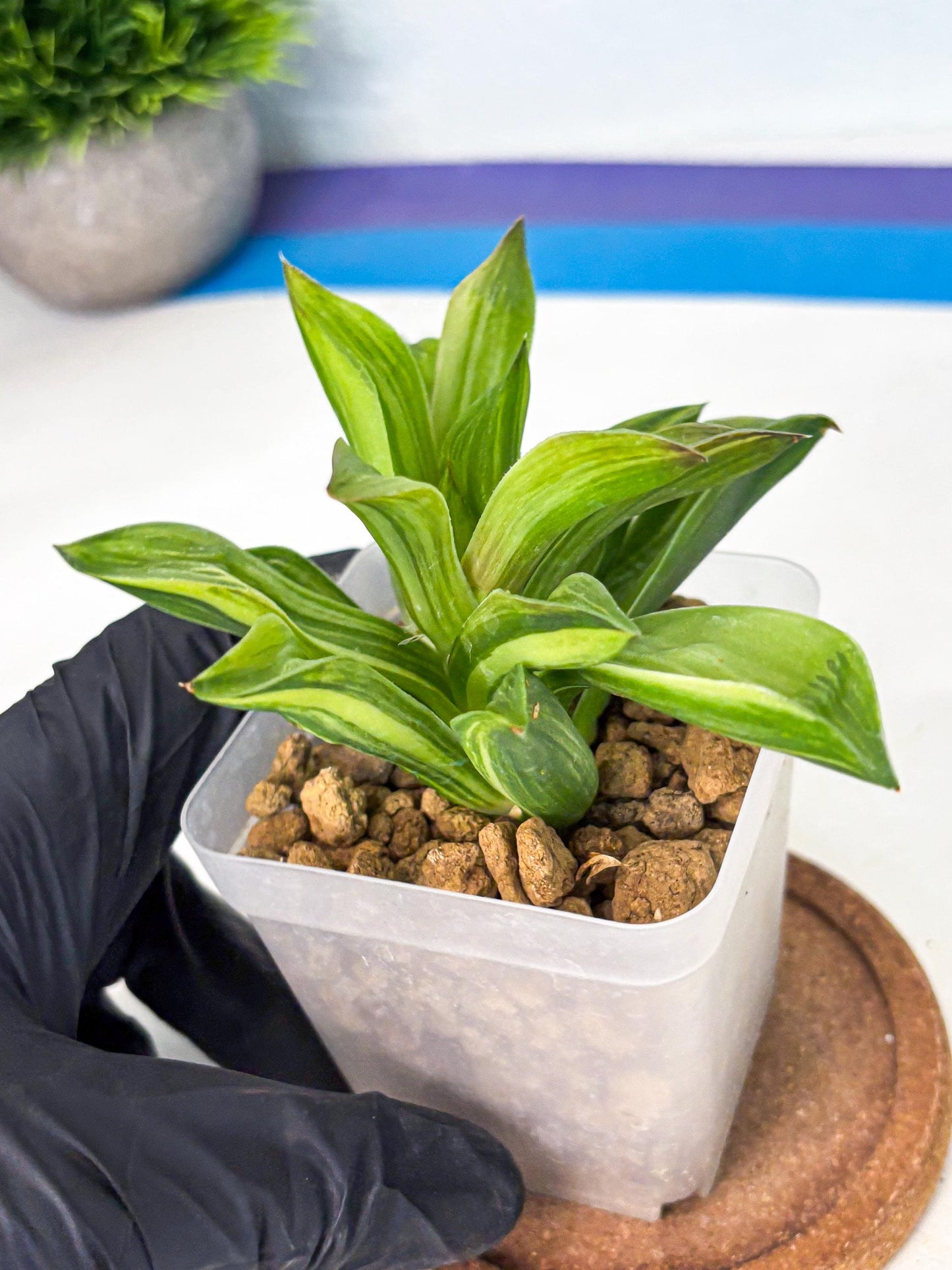 Haworthia Giant Lime Green (wa4) (y2) | Easy Care Succulent