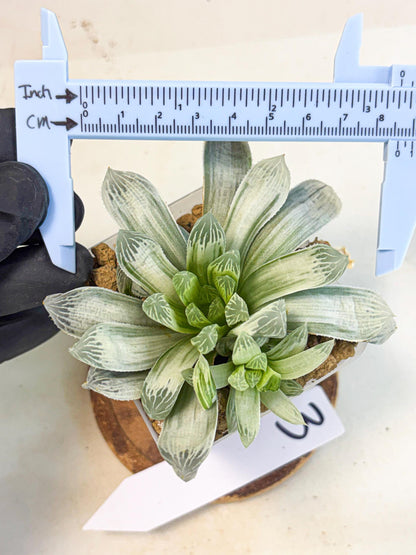 Haworthia Cooperi Silver Swirl (wa4) (y3) | Easy Care Succulent