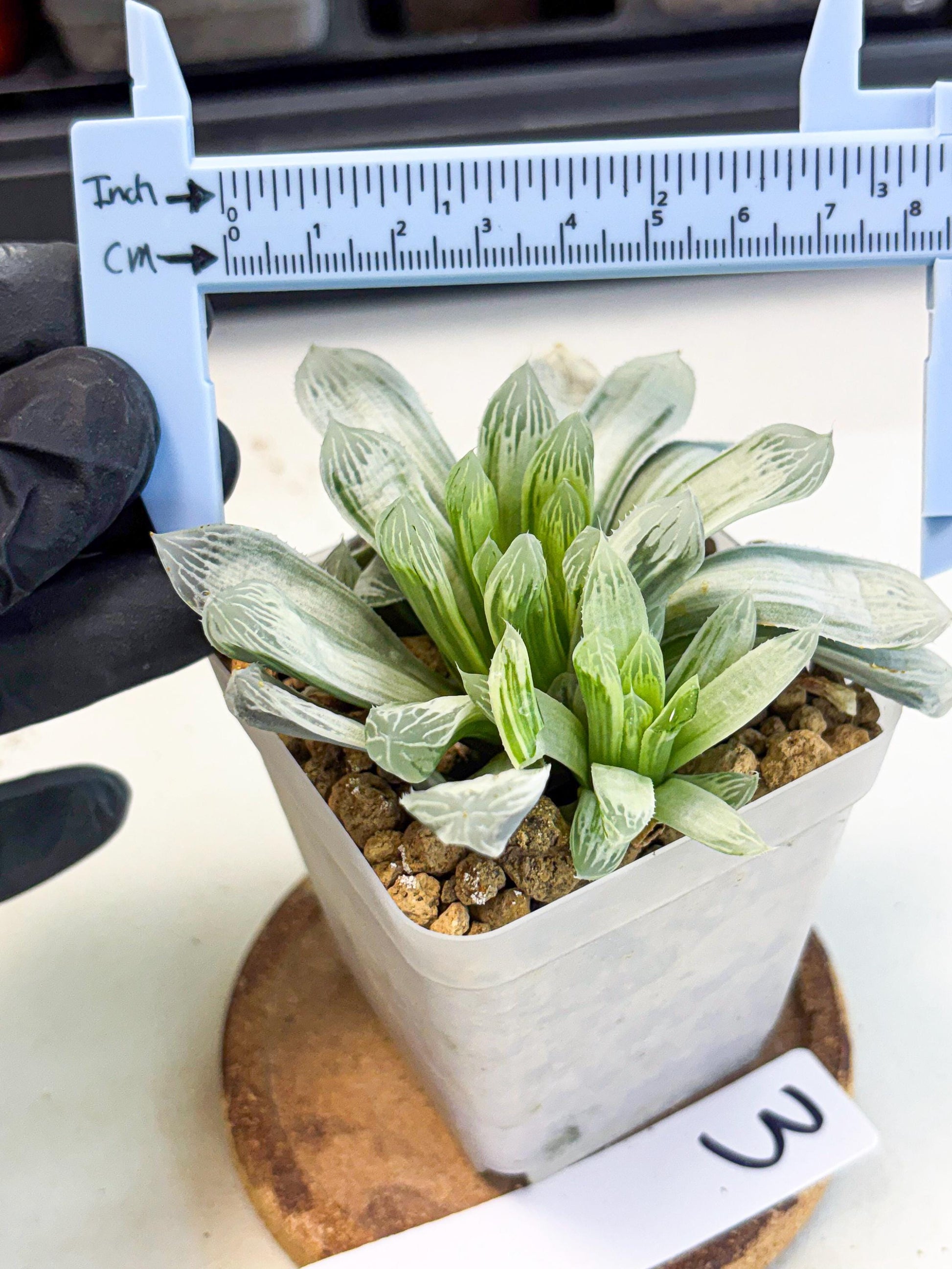 Haworthia Cooperi Silver Swirl (wa4) (y3) | Easy Care Succulent
