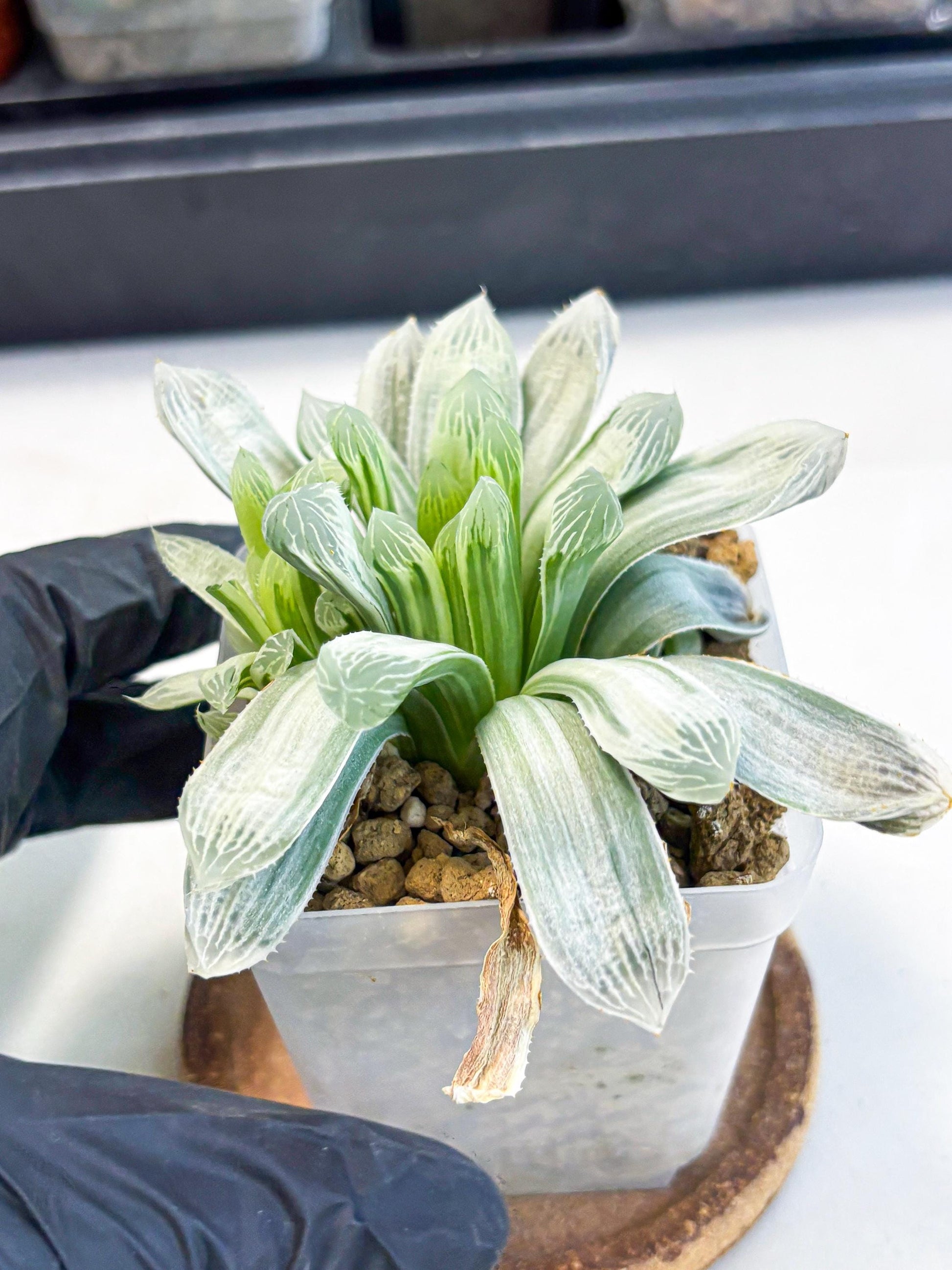 Haworthia Cooperi Silver Swirl (wa4) (y3) | Easy Care Succulent