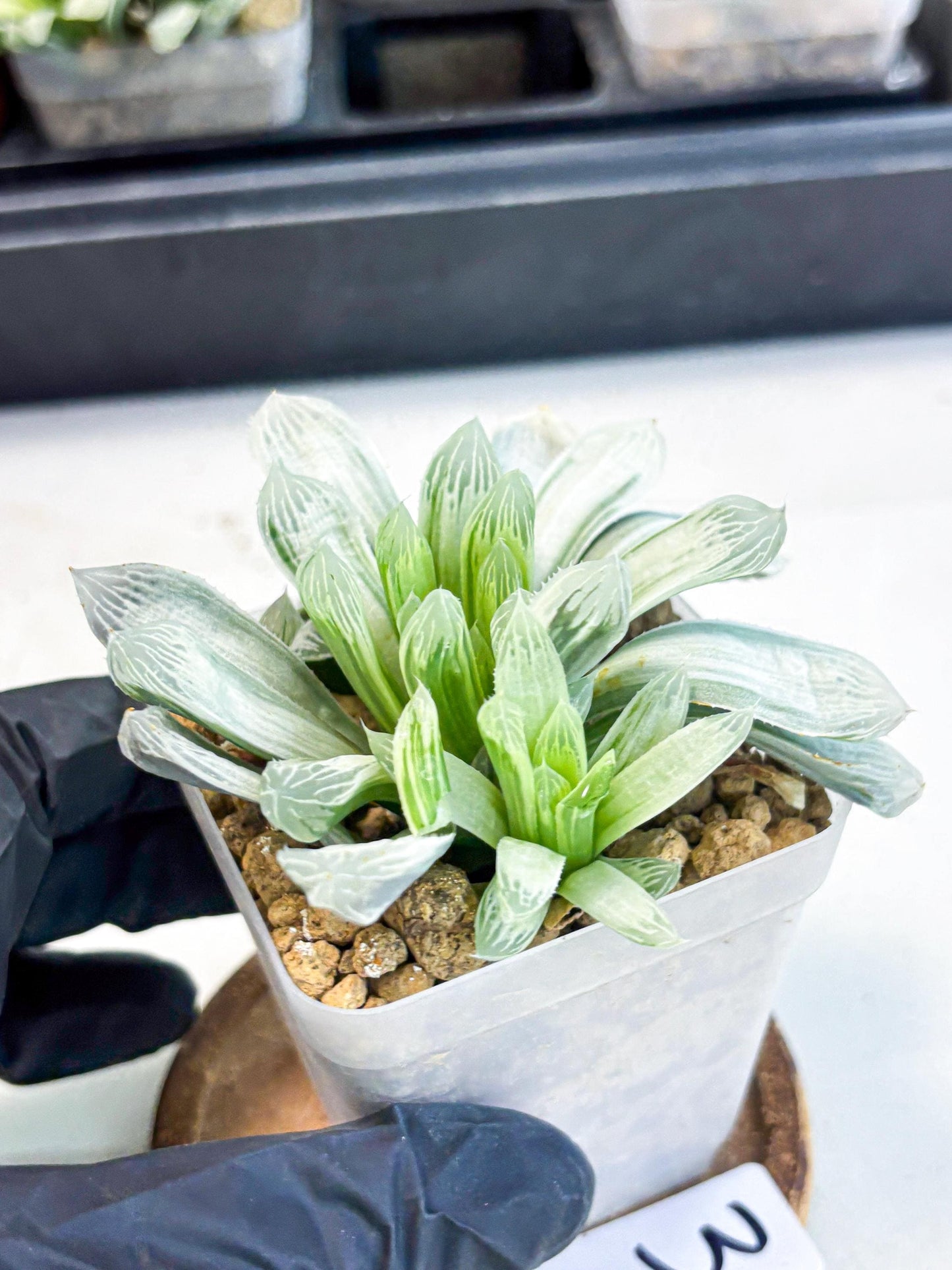 Haworthia Cooperi Silver Swirl (wa4) (y3) | Easy Care Succulent