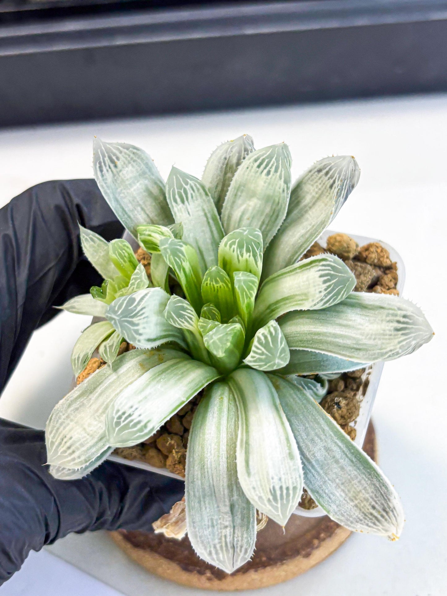 Haworthia Cooperi Silver Swirl (wa4) (y3) | Easy Care Succulent