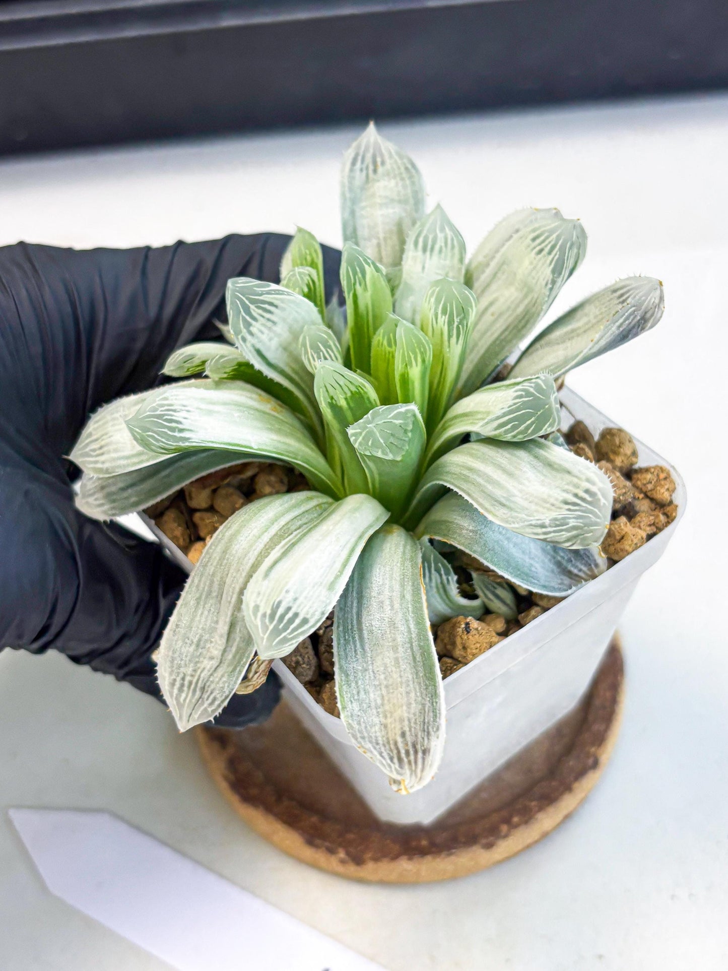 Haworthia Cooperi Silver Swirl (wa4) (y3) | Easy Care Succulent