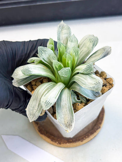 Haworthia Cooperi Silver Swirl (wa4) (y3) | Easy Care Succulent