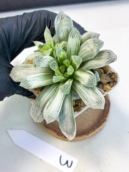 Haworthia Cooperi Silver Swirl (wa4) (y3) | Easy Care Succulent