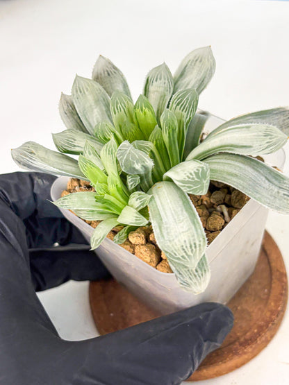 Haworthia Cooperi Silver Swirl (wa4) (y3) | Easy Care Succulent