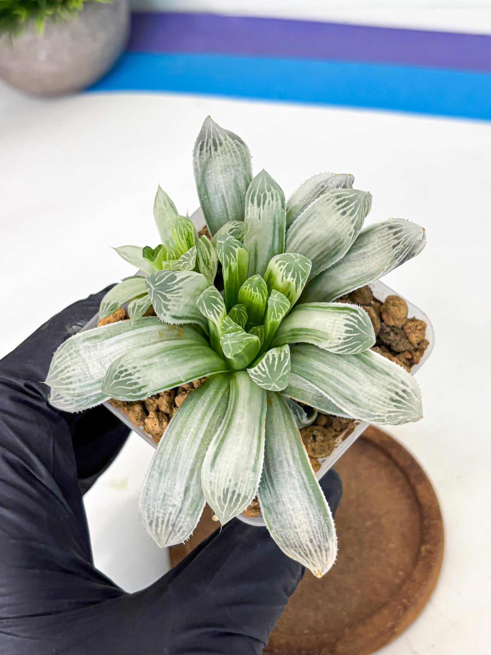 Haworthia Cooperi Silver Swirl (wa4) (y3) | Easy Care Succulent